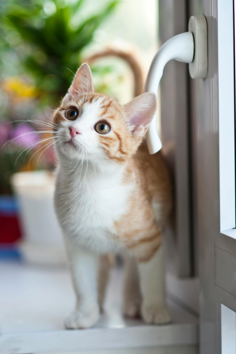 Ultimate Cat Comfort & Fun🐈🐾