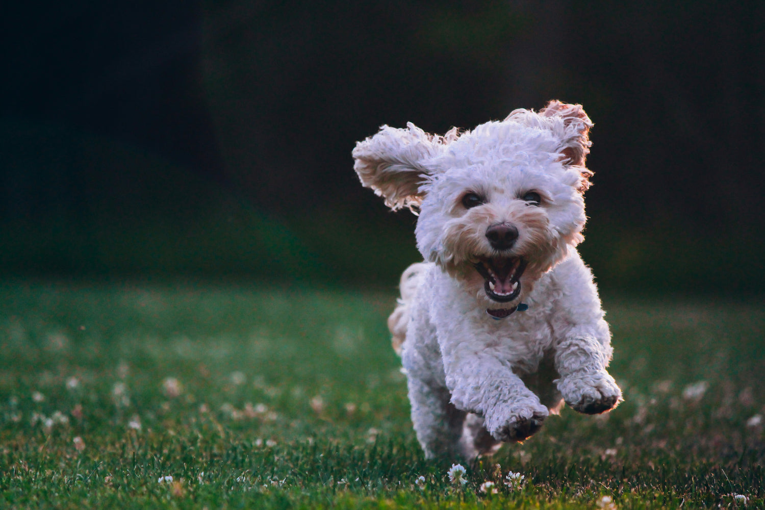Premium Dog Essentials & Accessories🐶🐾
